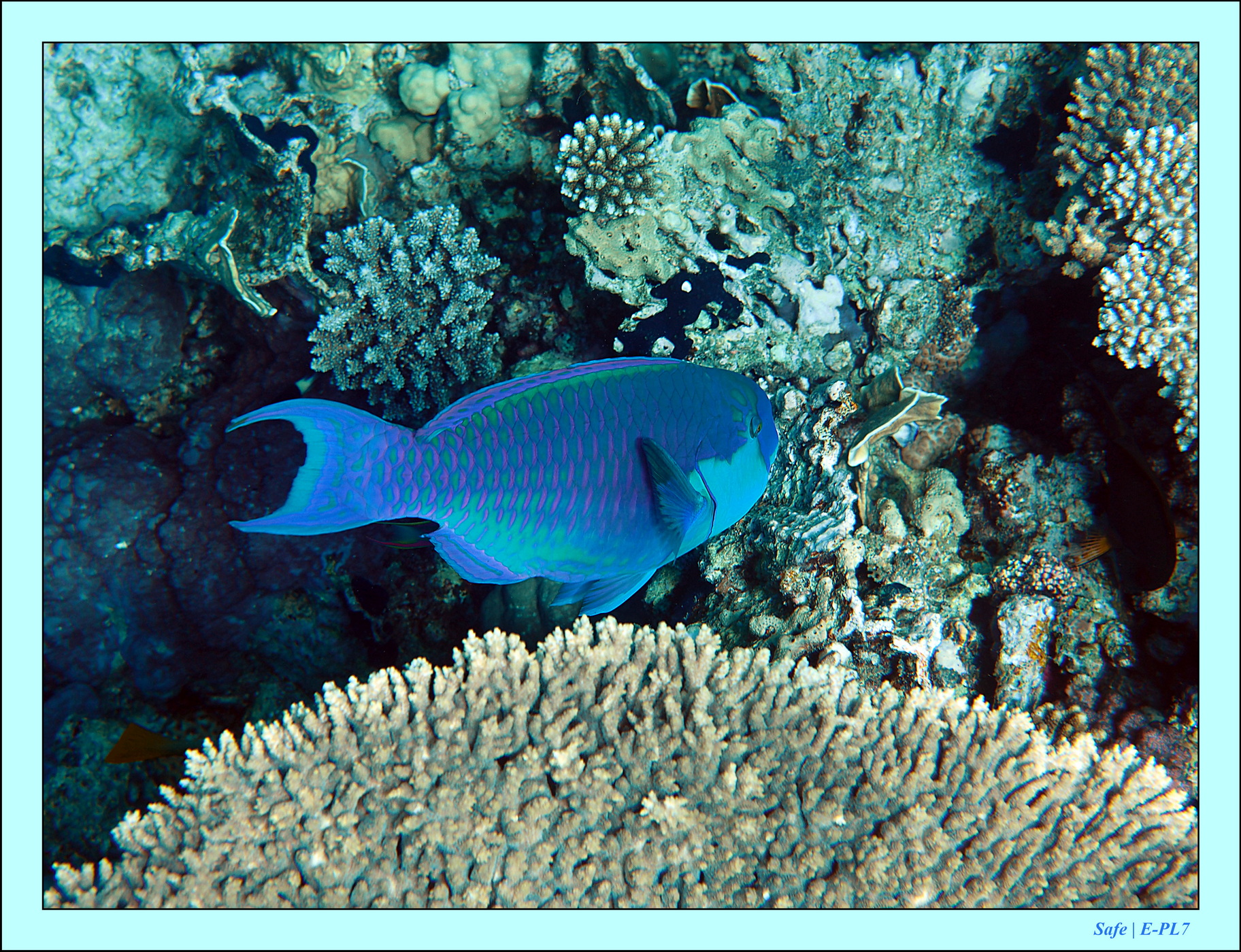 2023 - 03 - Charm El Sheikh - 30